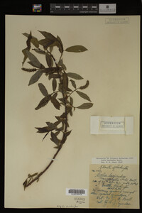 Salix lasiandra image