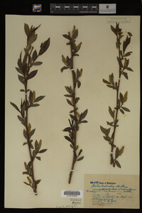 Salix lasiandra image