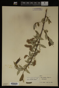 Salix lasiandra image