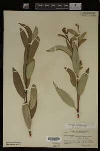 Salix lasiandra image
