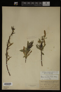 Salix lasiandra image