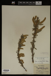 Salix lasiandra image