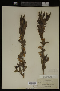 Salix lasiandra image