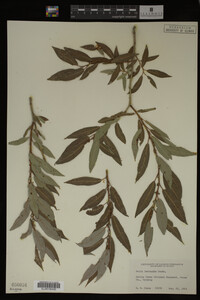 Salix lasiandra image