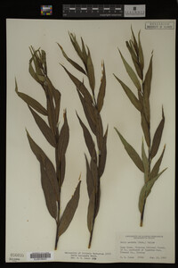 Salix lasiandra image