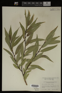 Image Associated With the Occurrence