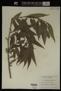 Salix lasiandra image