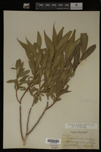 Salix lasiandra image