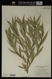 Image Associated With the Occurrence