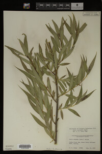 Salix lasiandra image