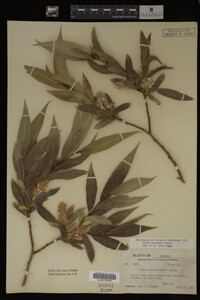 Salix lasiandra image