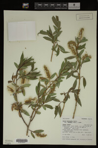 Salix lasiandra image