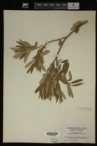 Image Associated With the Occurrence