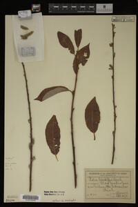 Image Associated With the Occurrence