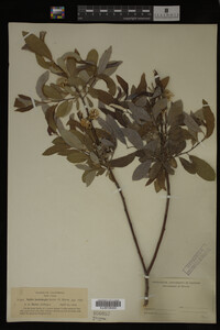 Image Associated With the Occurrence