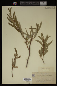 Image Associated With the Occurrence