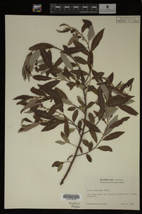 Image Associated With the Occurrence
