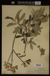 Image Associated With the Occurrence