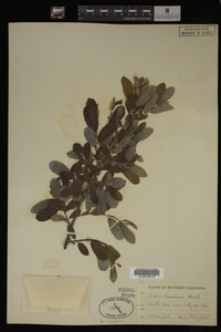 Image Associated With the Occurrence