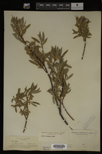 Image Associated With the Occurrence