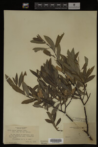 Image Associated With the Occurrence