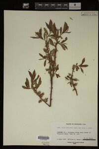 Image Associated With the Occurrence