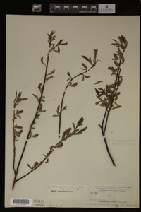 Image Associated With the Occurrence
