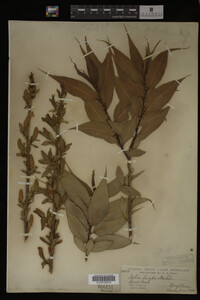Image Associated With the Occurrence