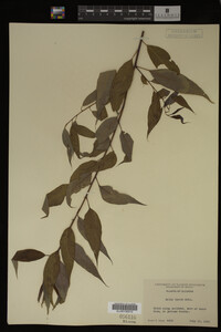 Image Associated With the Occurrence