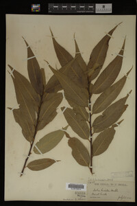 Image Associated With the Occurrence