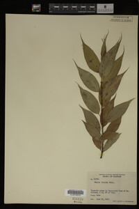 Image Associated With the Occurrence