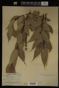 Image Associated With the Occurrence