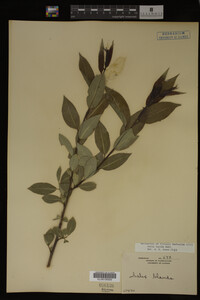 Salix lucida image