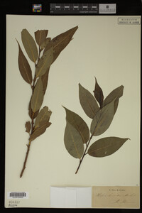 Image Associated With the Occurrence