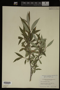 Image Associated With the Occurrence