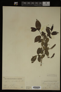Image Associated With the Occurrence