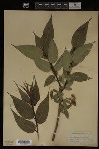 Image Associated With the Occurrence