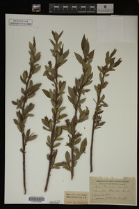 Image Associated With the Occurrence