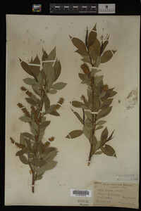 Image Associated With the Occurrence