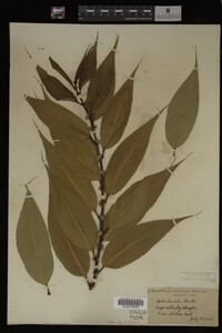 Image Associated With the Occurrence