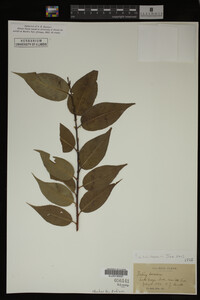 Image Associated With the Occurrence
