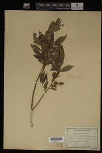 Image Associated With the Occurrence