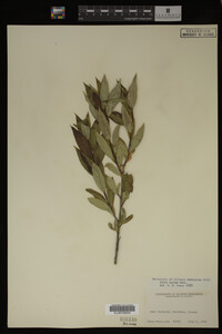 Image Associated With the Occurrence