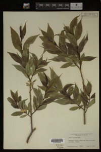 Image Associated With the Occurrence
