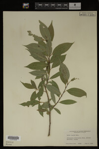 Image Associated With the Occurrence