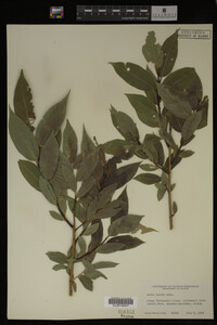 Image Associated With the Occurrence