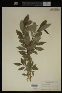 Image Associated With the Occurrence