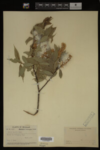 Image Associated With the Occurrence
