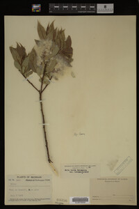 Image Associated With the Occurrence