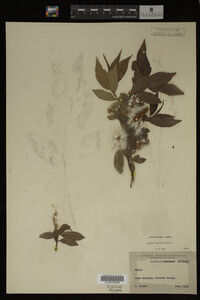 Image Associated With the Occurrence